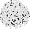 Chrysanthemum%20morifolium%20%27PPP%20LETN%2009%27