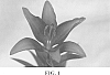 Lilium%20asiatic%20x%20L.%20longiflorum%20hybrid%20%27BJM%20005%27