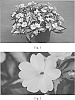 Impatiens%20x%20hybrida%20%27SAKIMP018%27