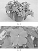 Impatiens%20x%20hybrida%20%27SAKIMP016%27