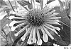 Echinacea%20hybrid%20%27All%20that%20Jazz%27
