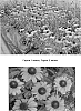 Echinacea%20spp.%20%27Tangerine%20Dream%27