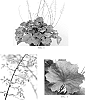Heuchera%20villosa%20%27Big%20Top%20Bronze%27