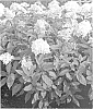 Hydrangea%20paniculata%20%27Bokrathirteen%27