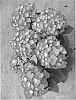 Hydrangea%20macrophylla%20%27Stramadschi%27