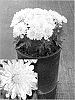 Chrysanthemum%20x%20morifolium%20%27Frosty%20Yocheryl%27