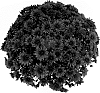 Chrysanthemum%20x%20morifolium%20%27Amadora%20Red%27