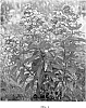Phlox%20paniculata%20%27Aureole%27