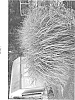 Miscanthus%20strictus%20x%20Miscanthus%20cosmopolitan%20%27Tiger%20Tail%27