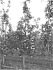 Apple%20tree%20named%20%22Delicia%27