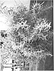 Rosmarinus%20officinalis%20%27Wilma%27s%20Gold%27