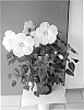 Hibiscus%20moscheutos%20%27Sparkle%27