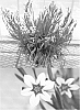 Sisyrinchium%20atlanticum%20%27Sunsisicre%27