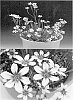 Sisyrinchium%20atlanticum%20%27Sunsisibu%27