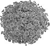 Chrysanthemum%20morifolium%20%27PPP%20PADC%2009%27
