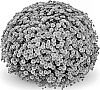 Chrysanthemum%20x%20morifolium%20%27Staviski%20Orange%27