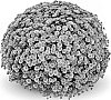 Chrysanthemum%20x%20morifolium%20%27Staviski%20Orange%27