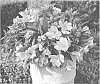 Alstroemeria%20hybrida%20%27Zapriari%27