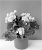 Begonia%20x%20hiemalis%20%27Roxanne%27