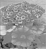 Calibrachoa%20sp.%20%27Suncalcos%27