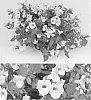 Torenia%20sp.%20%27Sunrenikonpe%27