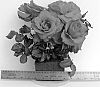 Rosa%20hybrida%20%27WEKsiamia%27
