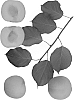 Prunus%20%27BELLA%20SUN%27
