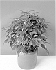 Ficus%20benjamina%20%27Green%20Kinky%27