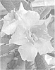 Mandevilla%20hybrida%20%27Rita%20Marie%20Otwell%20Green%27