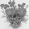 Dianthus%20x%20hybrida%20%27WP09%20MAR05%27