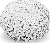Chrysanthemum%20x%20morifolium%20%27Staviski%20White%27