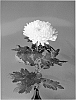 Chrysanthemum%20x%20morifolium%20%27Dekcavallini%27