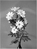 Chrysanthemum%20x%20morifolium%20%27Delitycoon%27