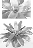 Neoregelia%20macrosepala%20x%20Neoregelia%20carolinae%20%27Green%20Apples%27