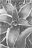 Dracaena%20fragrans%20%272004027J%27