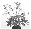 Helleborus%20orientalis%20hybrid%20%27Cinderella%27