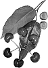 Prunus%20avium%20%27Royal%20Bailey%27
