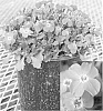 Aubrieta%20hybrida%20%27Aubnere%27