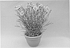 Dianthus%20x%20hybrida%20%27WP09%20WEN04%27