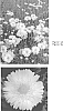 Leucanthemum%20x%20superbum%20%27Paladin%27