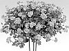 Pelargonium%20peltatum%20%27Pacpisyb%27