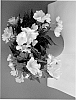 Begonia%20pendula%20%27Selfoss%27