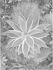 Agave%20attenuata%20%27AGAVWS%27