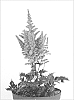 Astilbe%20chinensis%20x%20Astilbe%20arendsii%20%27Little%20Vision%20in%20Purple%27