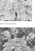 Heuchera%20hybrid%20%27Electra%27