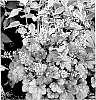 Heuchera%20hybrid%20%27Shanghai%27