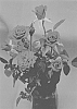 Rosa%20chinensis%20hybrida%20%27Savamont%27