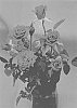 Rosa%20chinensis%20hybrida%20%27Savamont%27