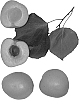 Interspecific%20Prunus%20species%20%27Leah%20Cot%27