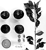Prunus%20salicina%20%27Suplumforty%27